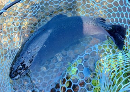 暑い！ ～フィシングパーク高島の泉～